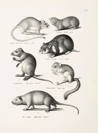 Meriones indicus. Spalax typlus. Cricete… General / Global