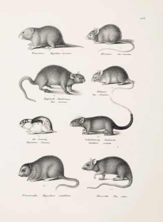 Hypudaeus terrestris. Mus muscular. Mus … General / Global