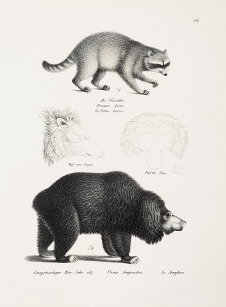 Procyon Lotor. Ursus longirostris. General / Global