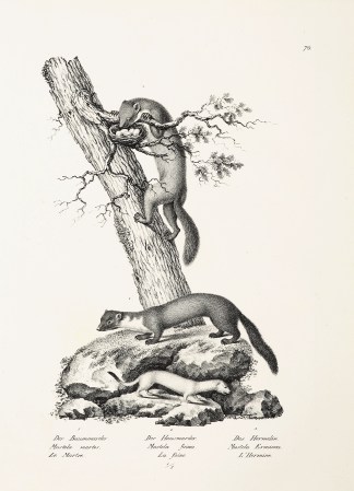 Mustela martes. Mustela foina. Mustela E… General / Global