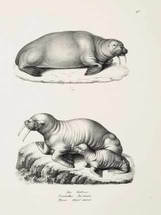 Trichechus Rosmarus General / Global