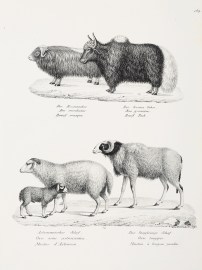 Bas moschatus. Bos gruniens. Ovis aries astracanica. Ovis longpipes.