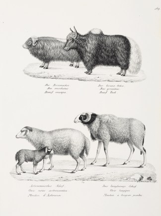 Bas moschatus. Bos gruniens. Ovis aries … General / Global