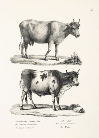 Bos taurus domesticus. Bos taurus foemin… General / Global