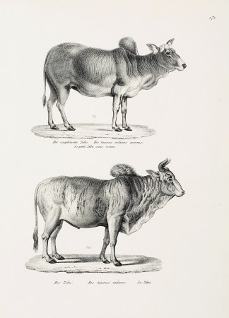 Bos taurus indicus ecornis. Bos taurus i… General / Global