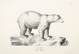 Ursus polaris.