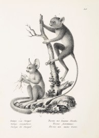 Galago senegalensis. Tarsius fuscomanus. non-Australian Galago senegalensis. Tarsius fuscomanus.