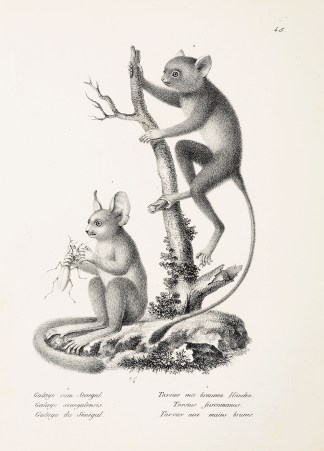 Galago senegalensis. Tarsius fuscomanus. General / Global