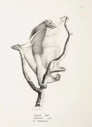 Galeopithecus rufus. General / Global