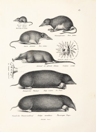 Sorex etruscus. Sorex fodiens. Sorex ara… General / Global