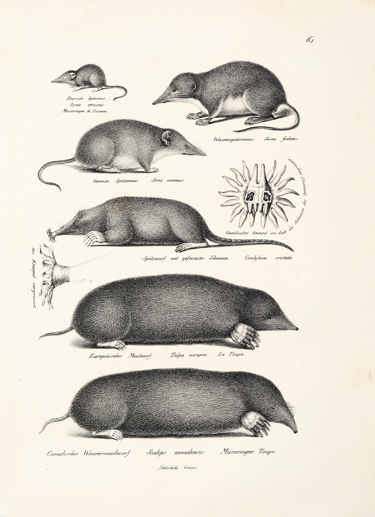 Sorex etruscus. Sorex fodiens. Sorex araneus. Condylura cristata. Talpa europea. Scalops canadensis. - Antique Print from 1824