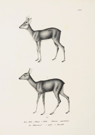 Cervus capreolus. General / Global