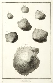 Anatomie. [L'os parietal sous differens etats.]