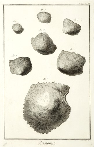 Anatomie. [L’os parietal sous diff… Anatomical Various