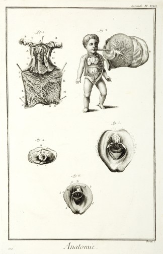 Anatomie. Anatomical Various