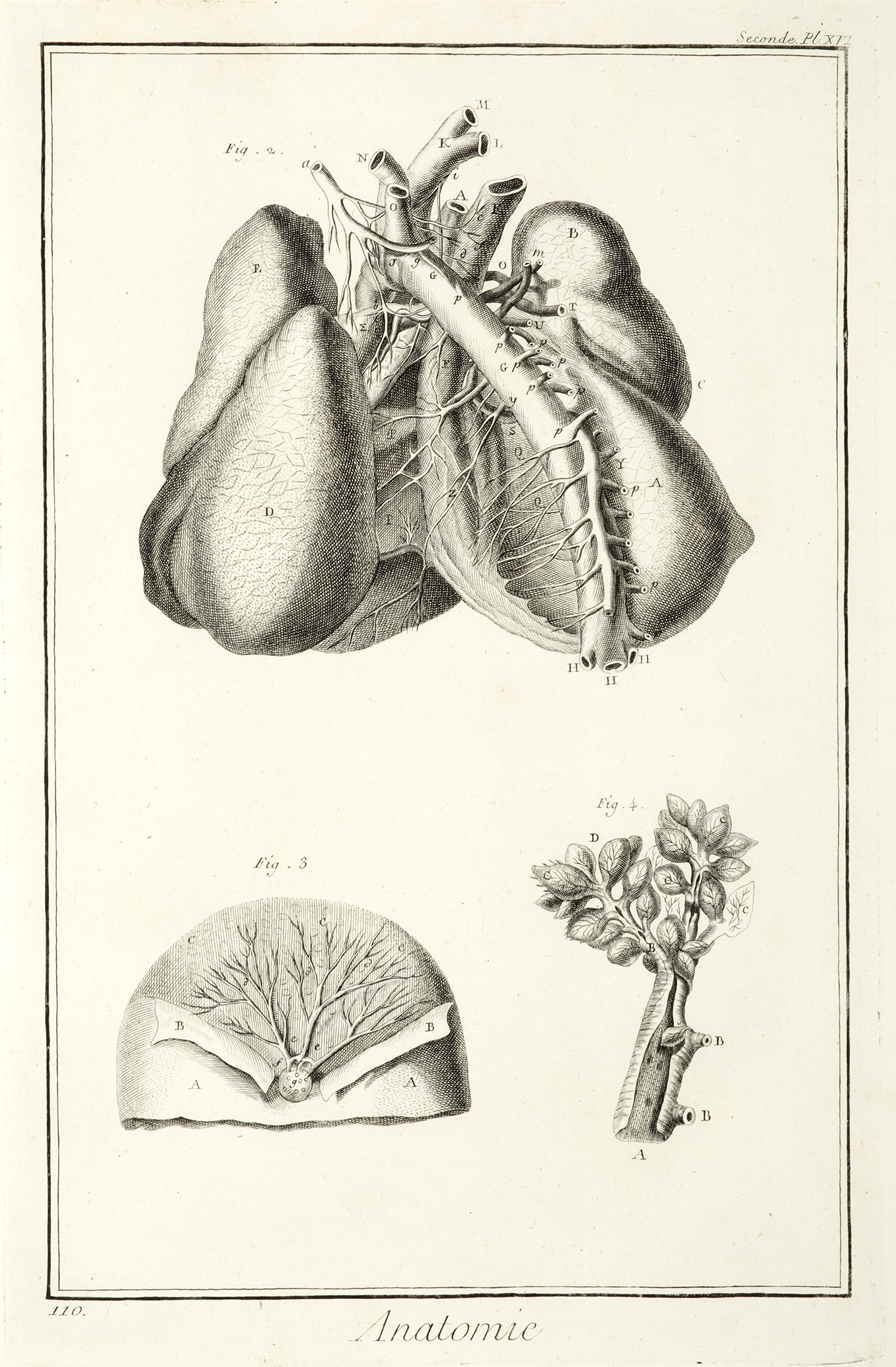Anatomie. [Detailes des Arteres de la poitrine, d'apres Haller.] - Antique Print from 1764