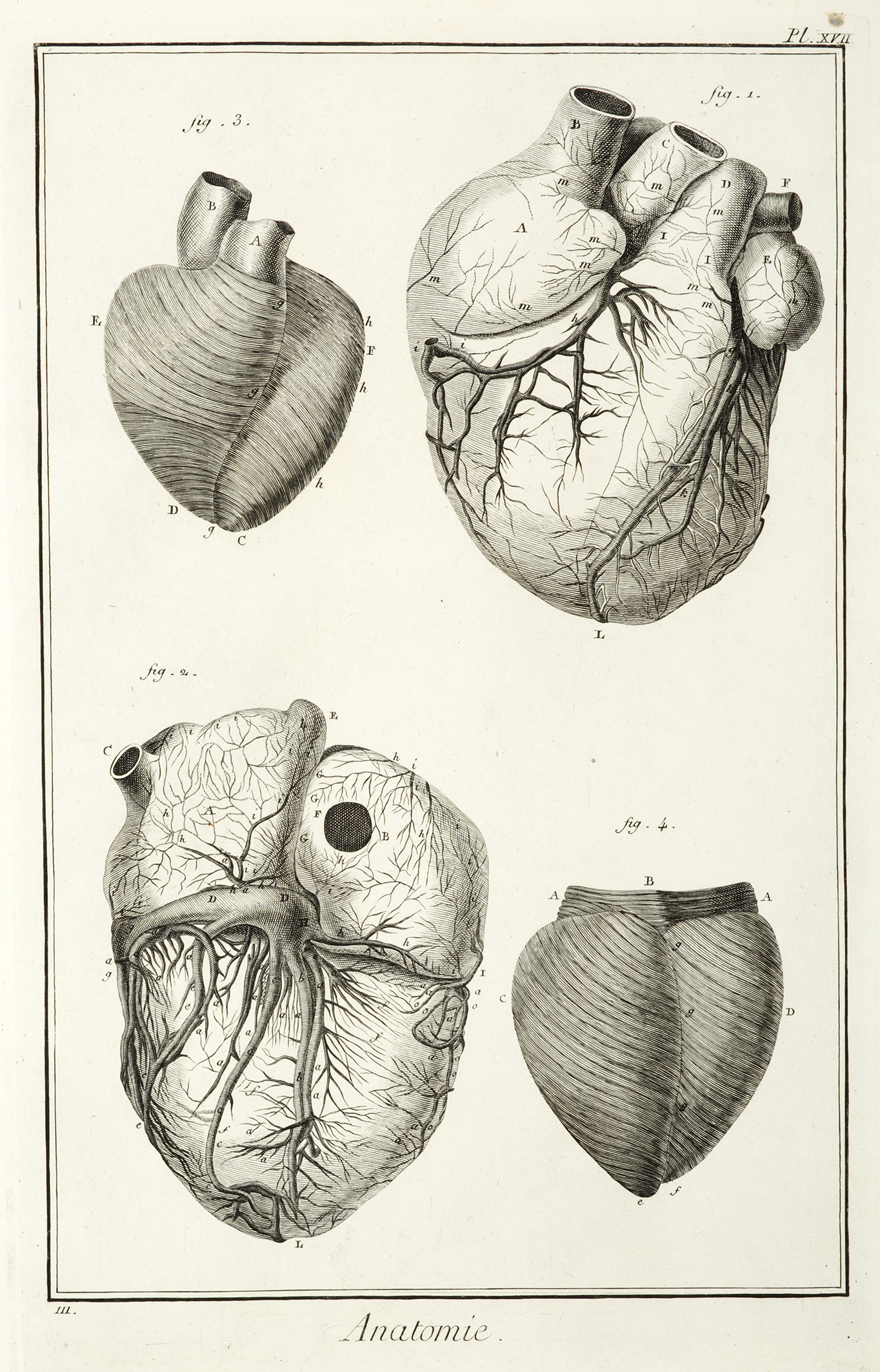 Anatomie. [Le coeur, d'apres M.Senac.] - Antique Print from 1764