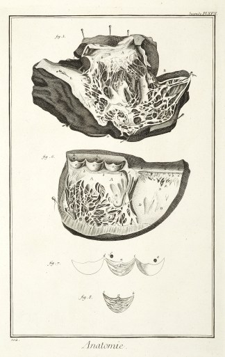 Anatomie. [Details du coeur, d’apr… Anatomical Various