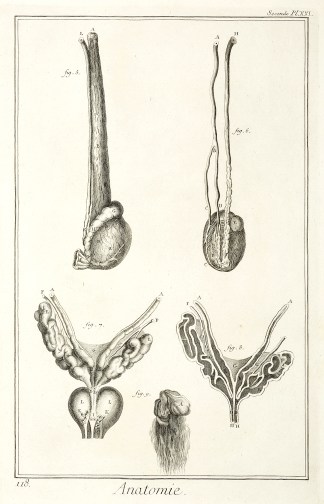 Anatomie. [Details de la verge, d’… Anatomical Various