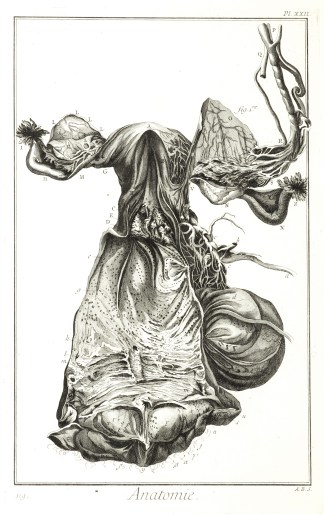 Anatomie. [La matrice, d’apres Gra… Anatomical Various