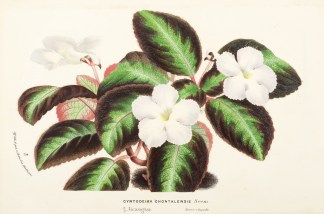 Cyrtoderia Chontalensis General / Global