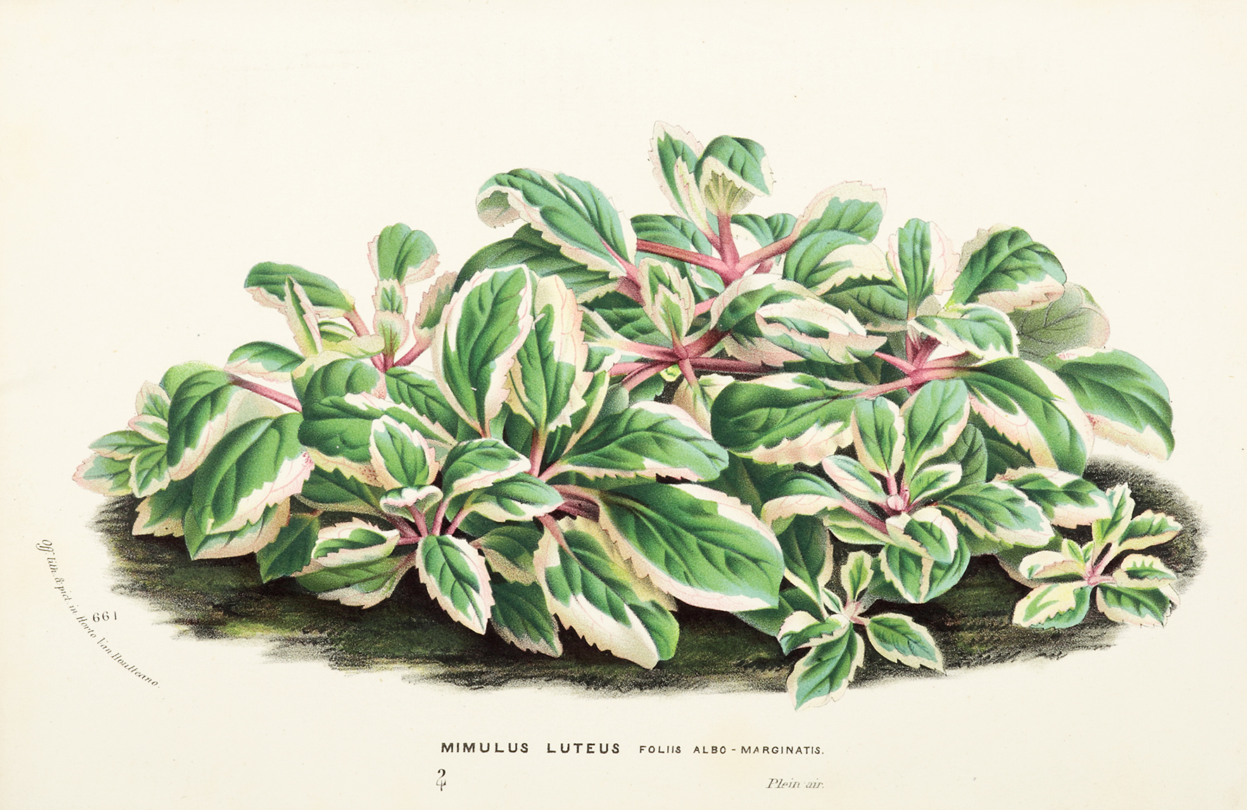 Mimulus Luteus - Antique Print from 1883