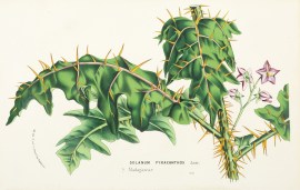 Solanum Pyracanthos World - Nonindigenous General Solanum Pyracanthos