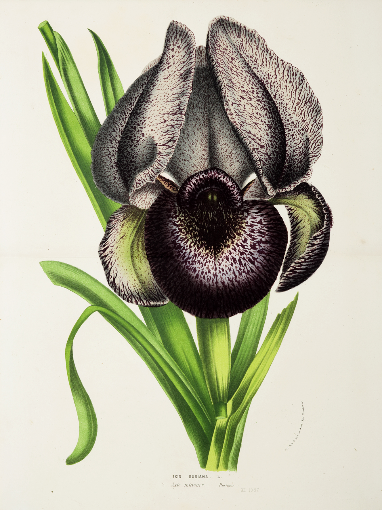 Iris Susiana. L. - Antique Print from 1883
