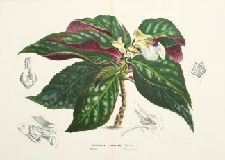 Tapeinotes Carolinae Wawra General / Global Tapeinotes Carolinae Wawra General / Global