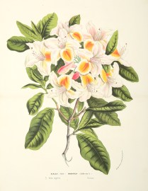 Azalea Magnifica. World - Nonindigenous General Azalea Magnifica.