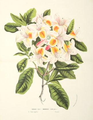 Azalea Magnifica. General / Global