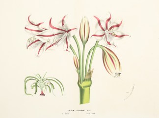 Crinum Scabrum. General / Global