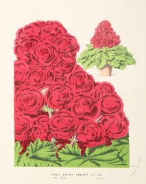 Primula Sinensis Fimbriata. World - Nonindigenous General Primula Sinensis Fimbriata.