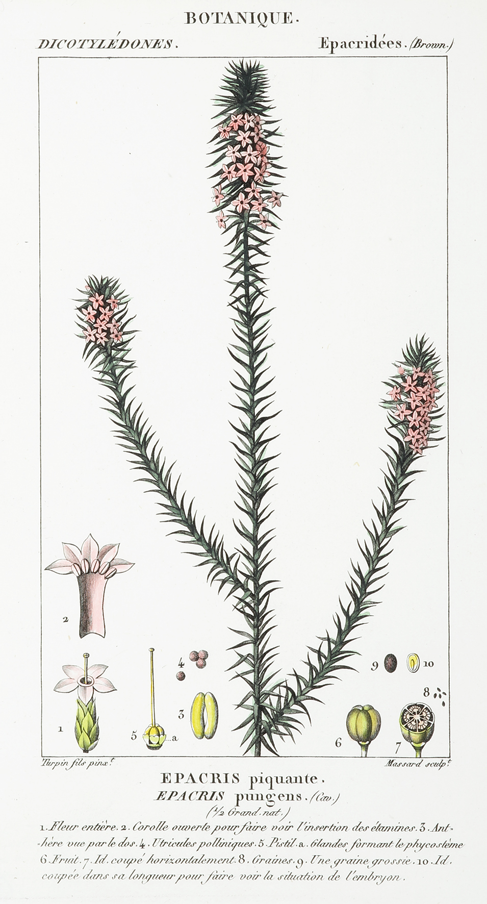 Epacris piquante. Epacris pungens. - Antique Print from 1828