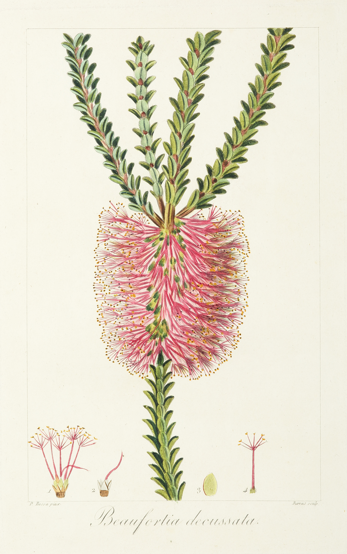 Beaufortia decussata - Antique Print from 1816