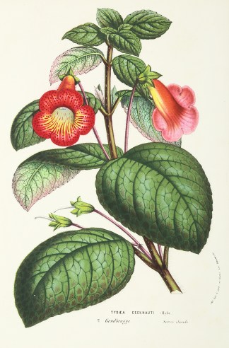 Tydaea Eeckhauti General / Global