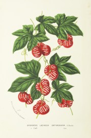 Bryonopsis Laciniosa Erythrocarpa BOTANICALS Bryonopsis Laciniosa Erythrocarpa