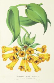 Alstroemeria Caldasi Bomarea Caldasiana World - Nonindigenous General Alstroemeria Caldasi Bomarea Caldasiana