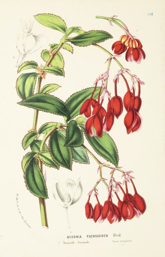 Begonia Fuchsioides General / Global