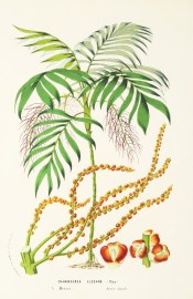 Chamaedorea Elegans [Parlour Palm]