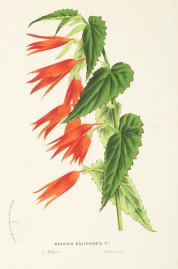 Begonia Boliviensis World - Nonindigenous General Begonia Boliviensis