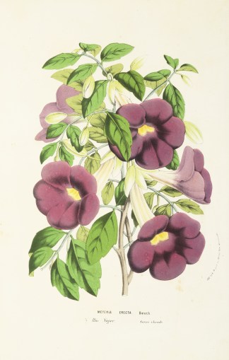 Meyenia Erecta General / Global