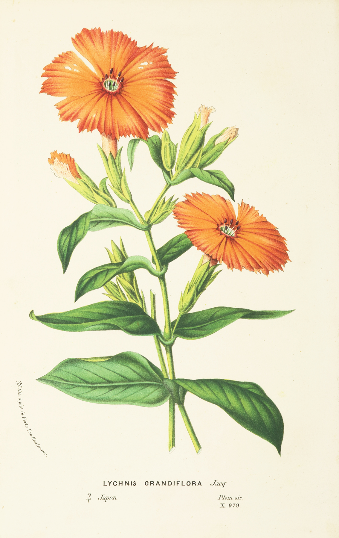 Lychnis Grandiflora - Antique Print from 1883