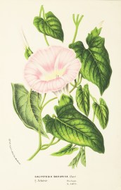 Calystegia Davurica World - Nonindigenous General