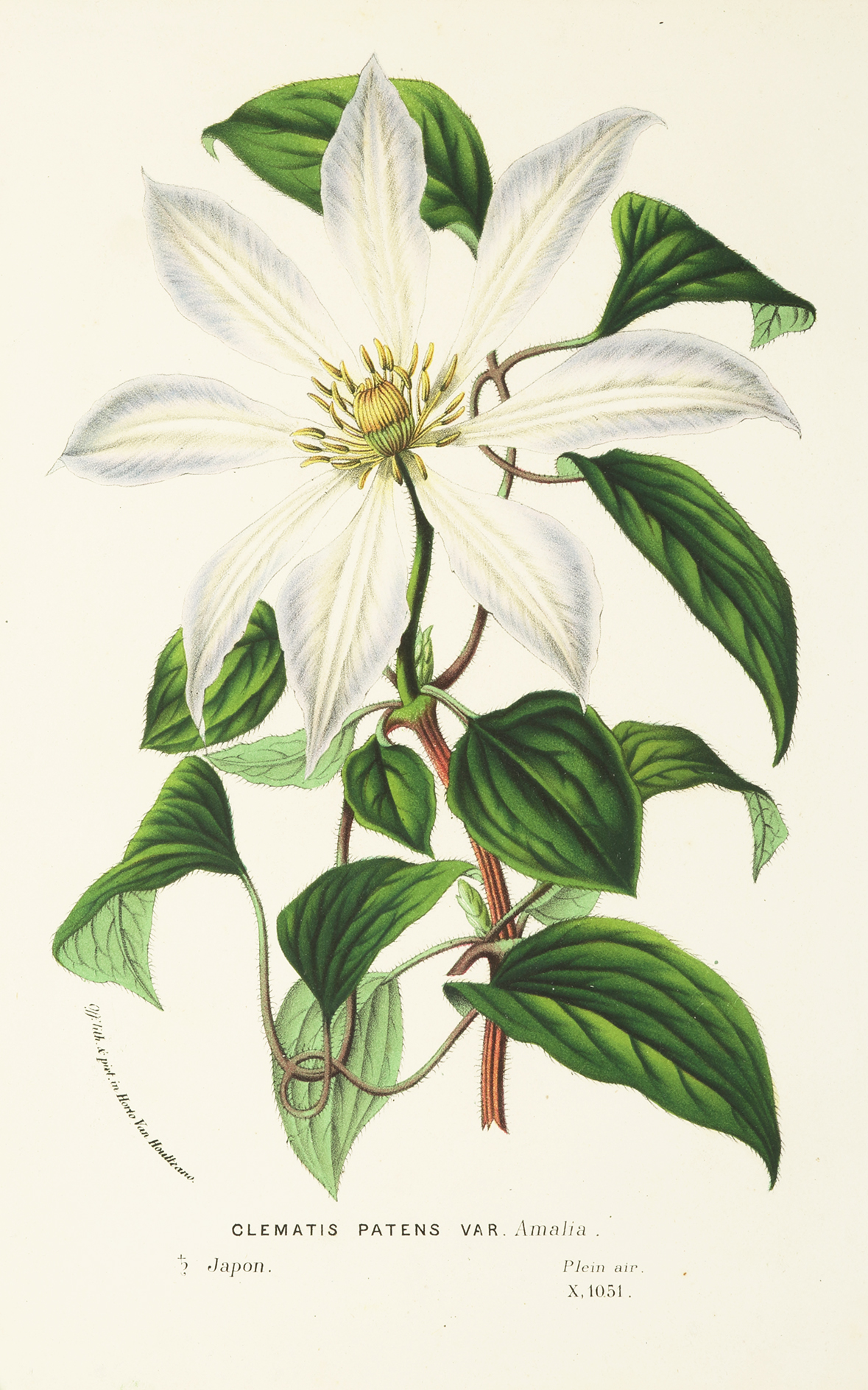 Clematis Patens Var. - Antique Print from 1883