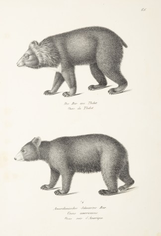 Ours du Thibet. Ours noir d’Ameriq… General / Global