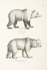 Ursus arctos Sibiricus. Ursus arctos.