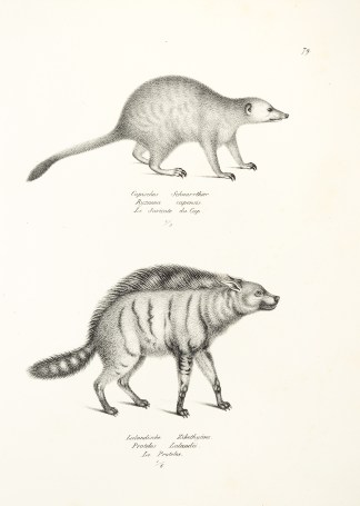 Ryzaena capensis. Proteles Lalandii. General / Global