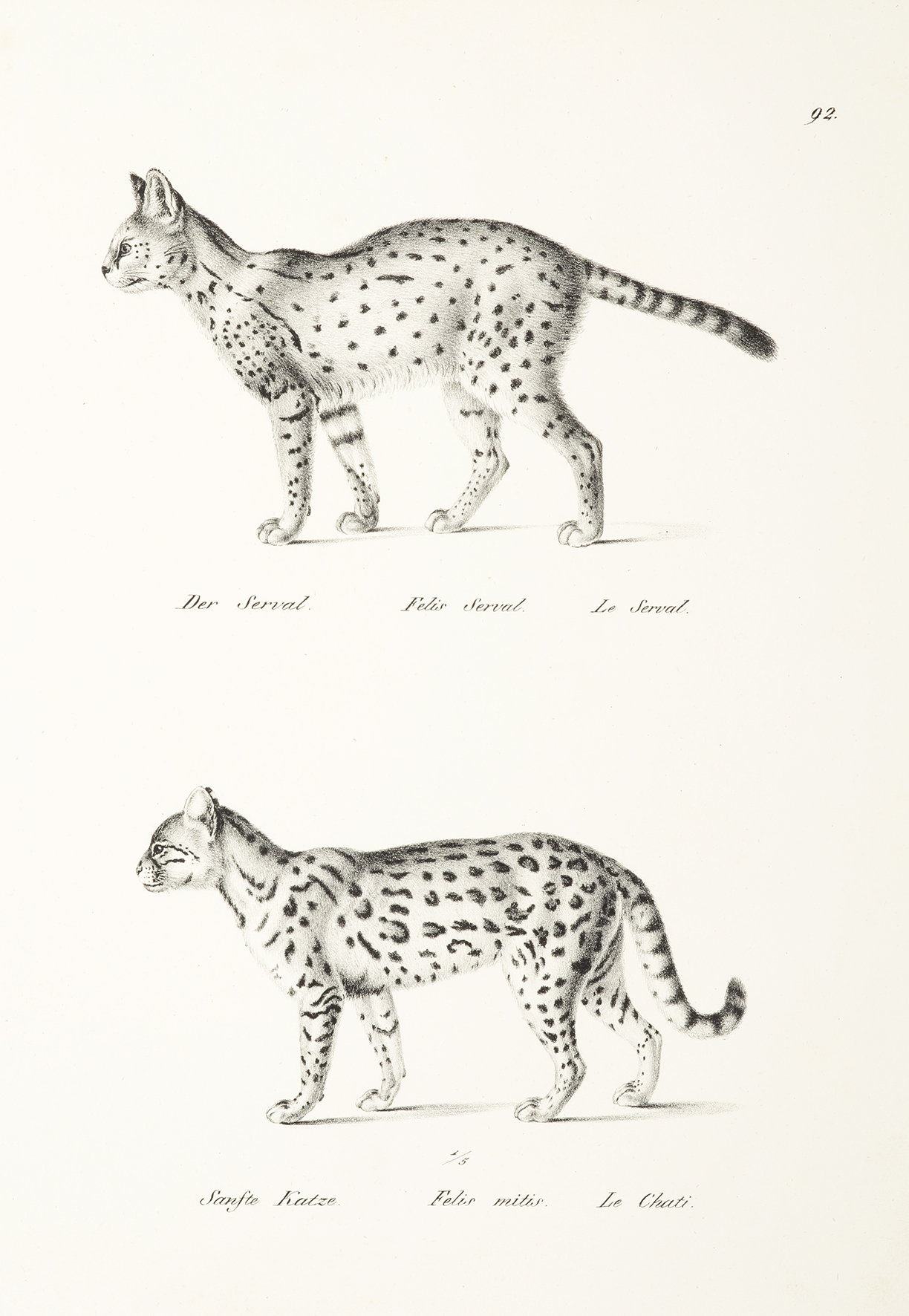 Felis Serval. Felis mitis. - Antique Print from 1824