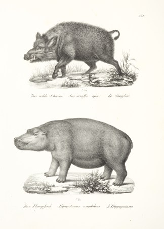 Sus scroffa aper. Hipopotamus amphibius. General / Global